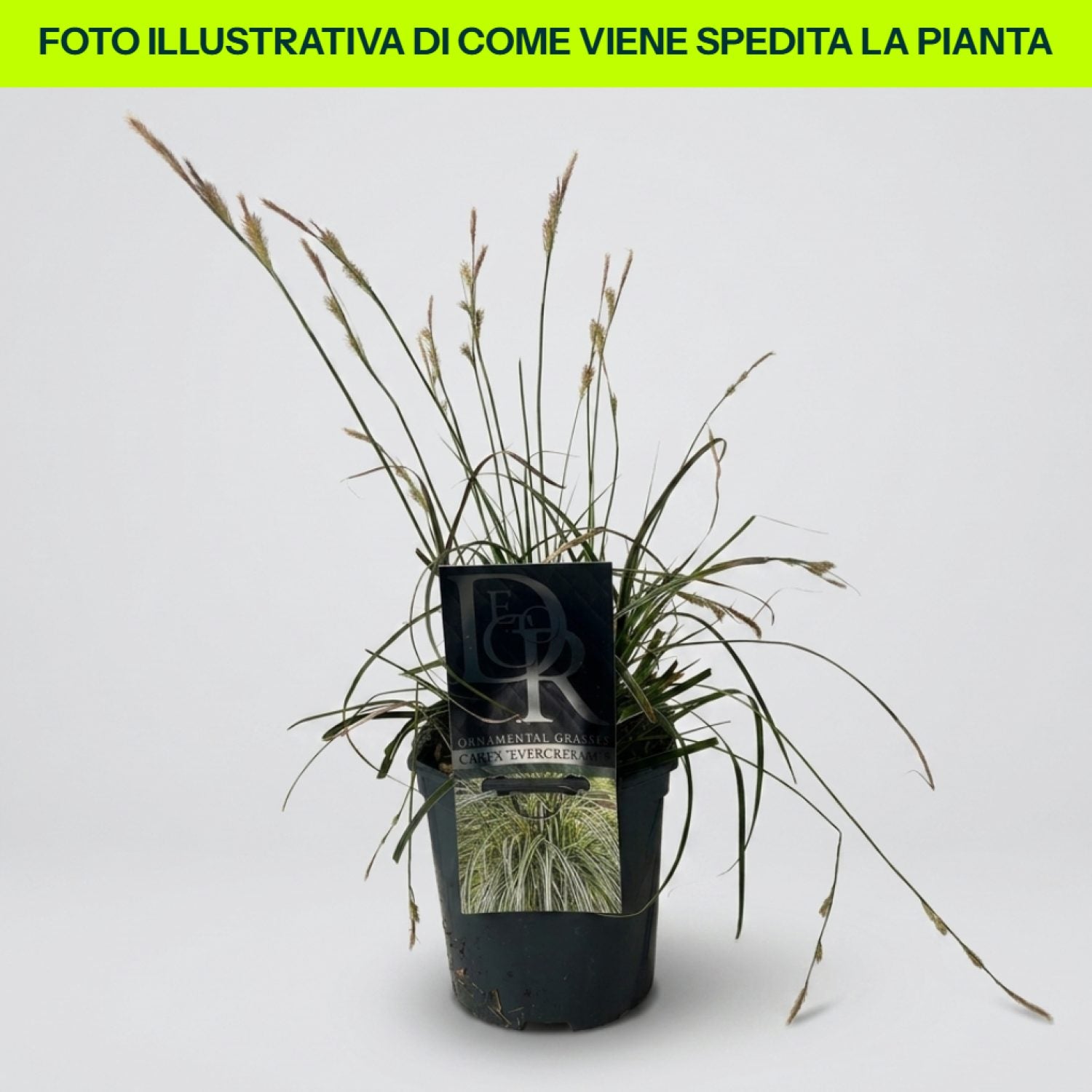 Carex Evercream in vaso da 17cm