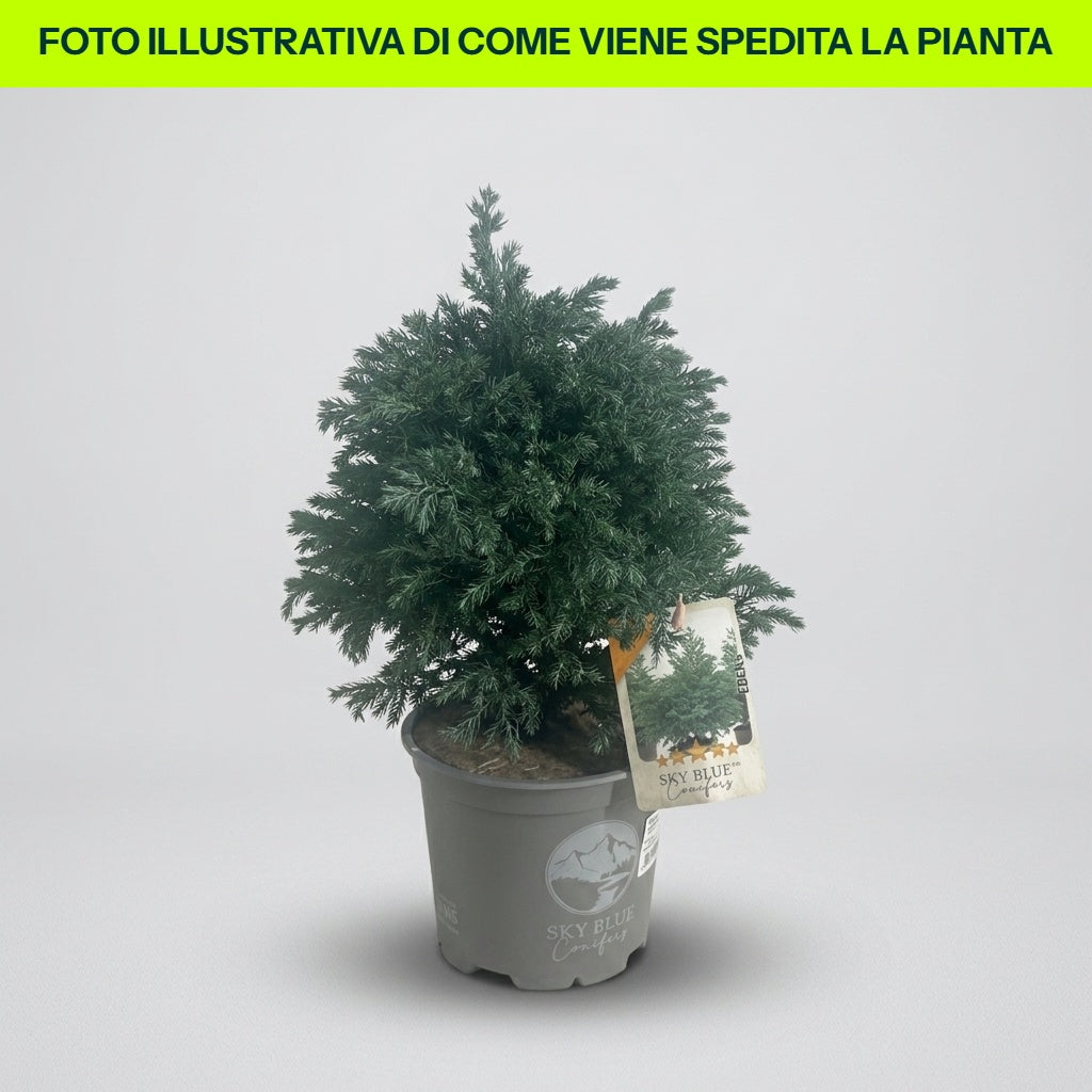 CHAMAECYPARIS PISIFERA SKY BLUE VASO 15CM
