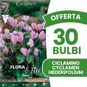 CYCLAMEN HEDERIFOLIUM (PAQUET DE 3 BULBES)