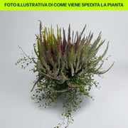 Composizione Calluna E Muehlenbeckia in vaso da 20cm