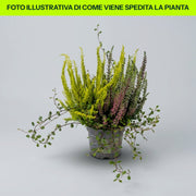 Composizione Calluna E Muehlenbeckia