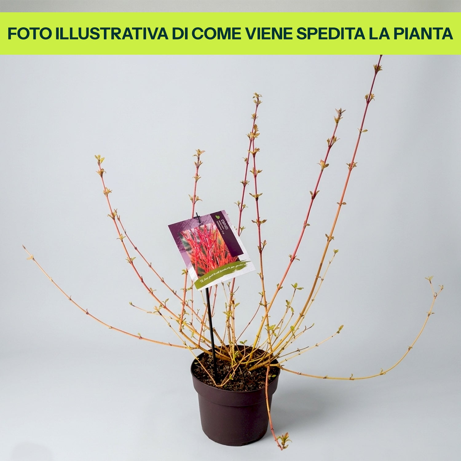 VASE CORNUS SANGUINEA 'FEU D'HIVER' 18CM