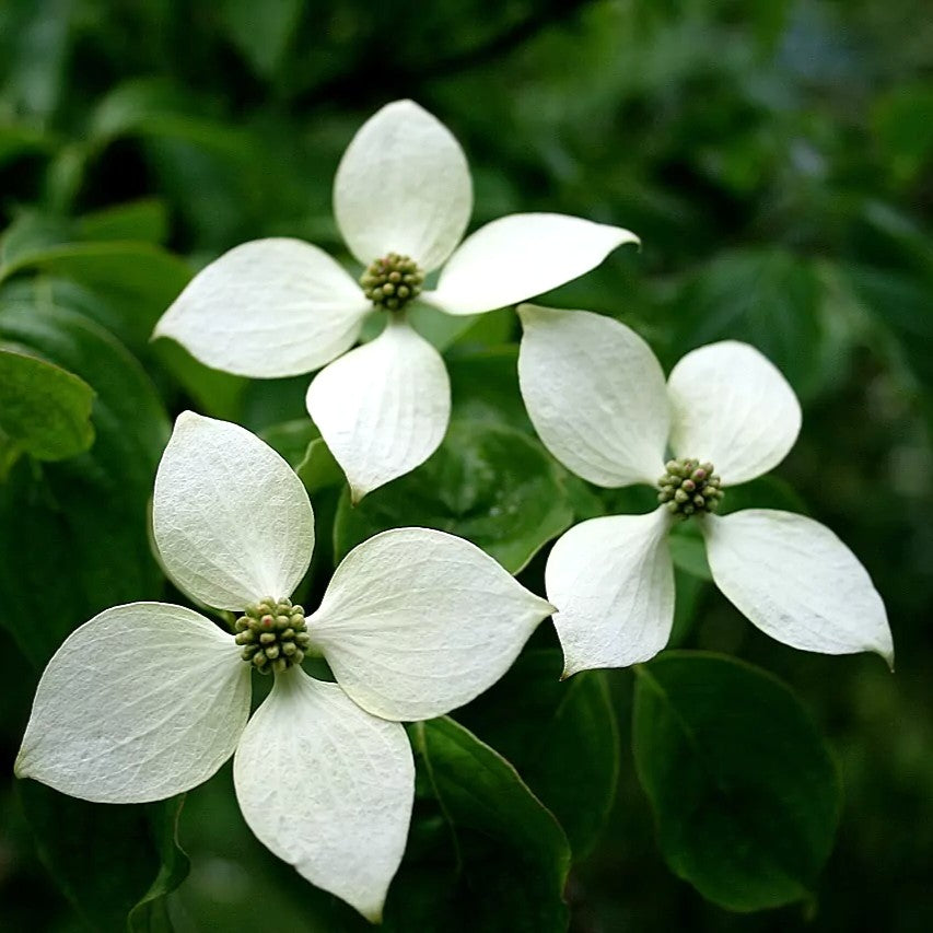 Cornus Kousa Chinensis in vaso da 21cm