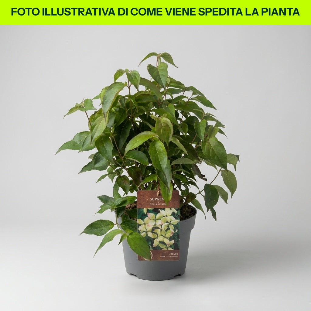 Cornus Kousa Chinensis in vaso da 21cm