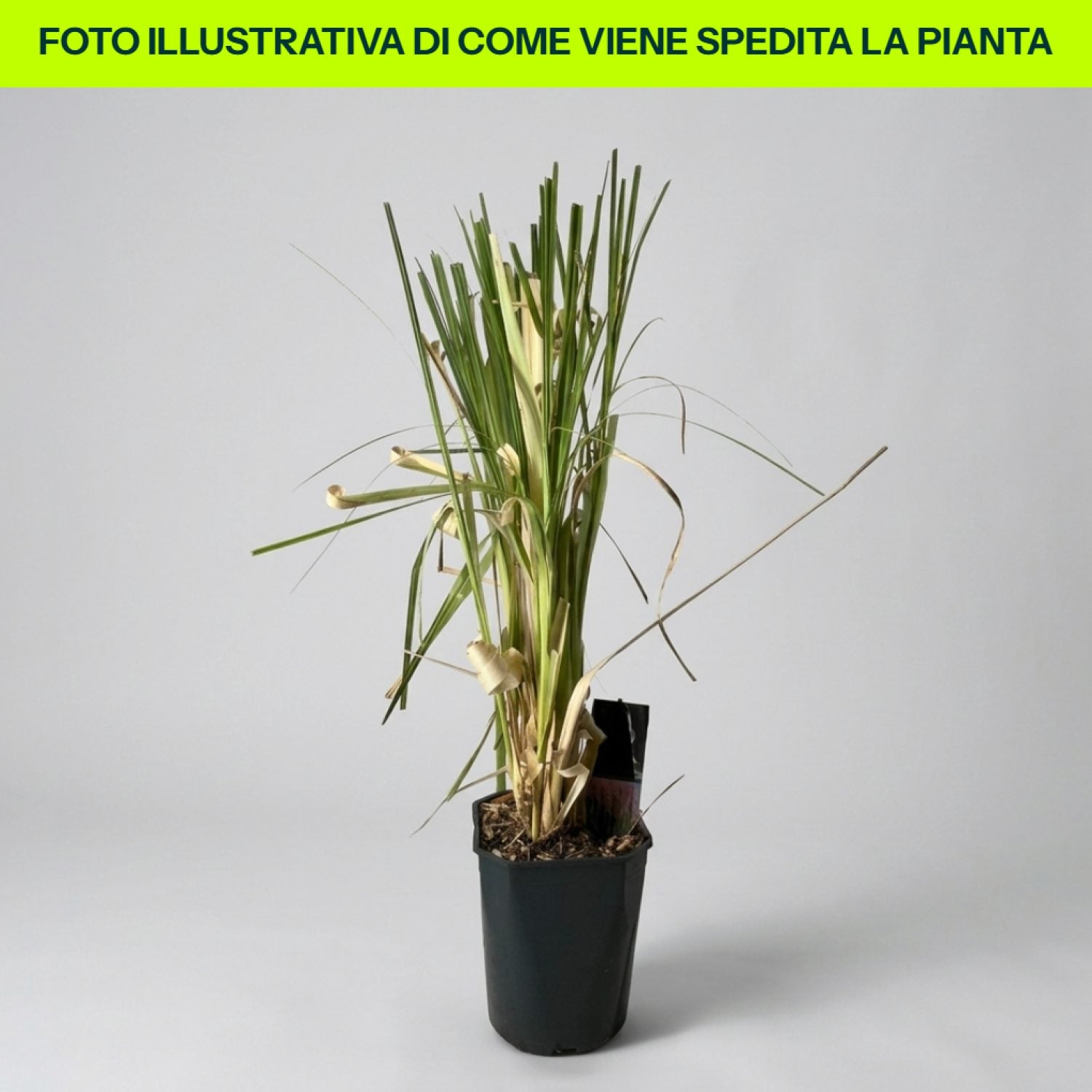 Cortaderia Selloana Bianca in vaso da 23cm