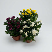 CRISANTEMO VASO 13CM COLORI ASSORTITI