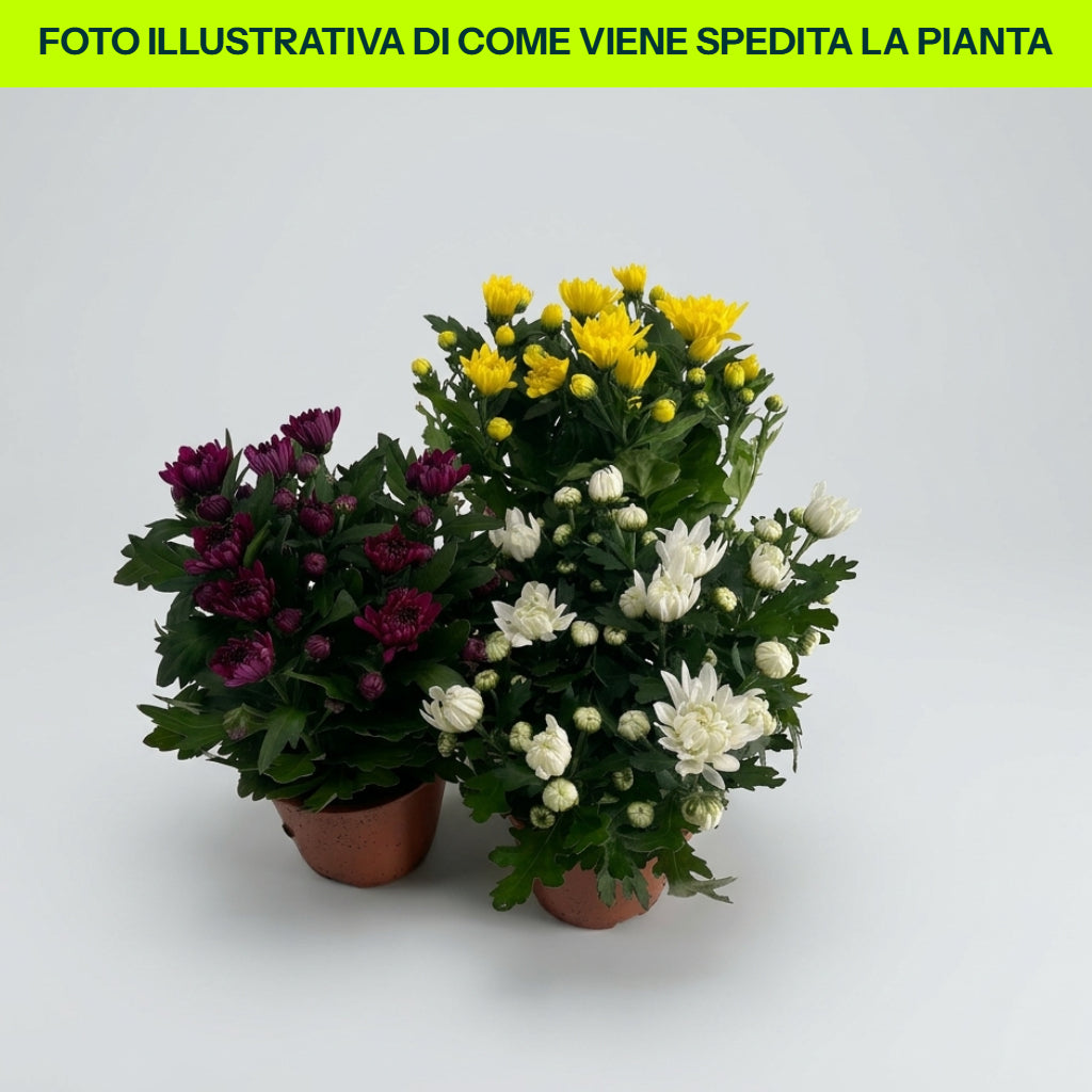 CRISANTEMO VASO 13CM COLORI ASSORTITI