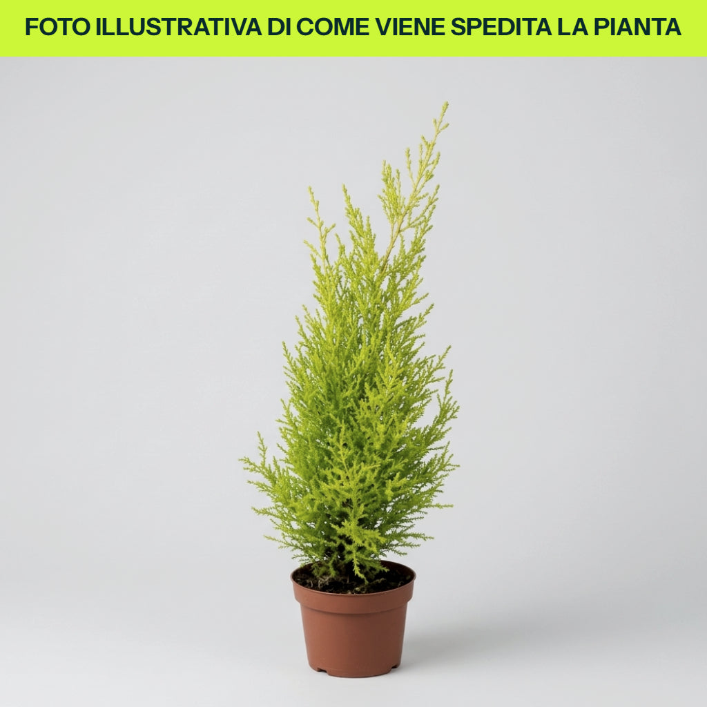 CUPRESSUS WILMA EN POT DE 21 CM