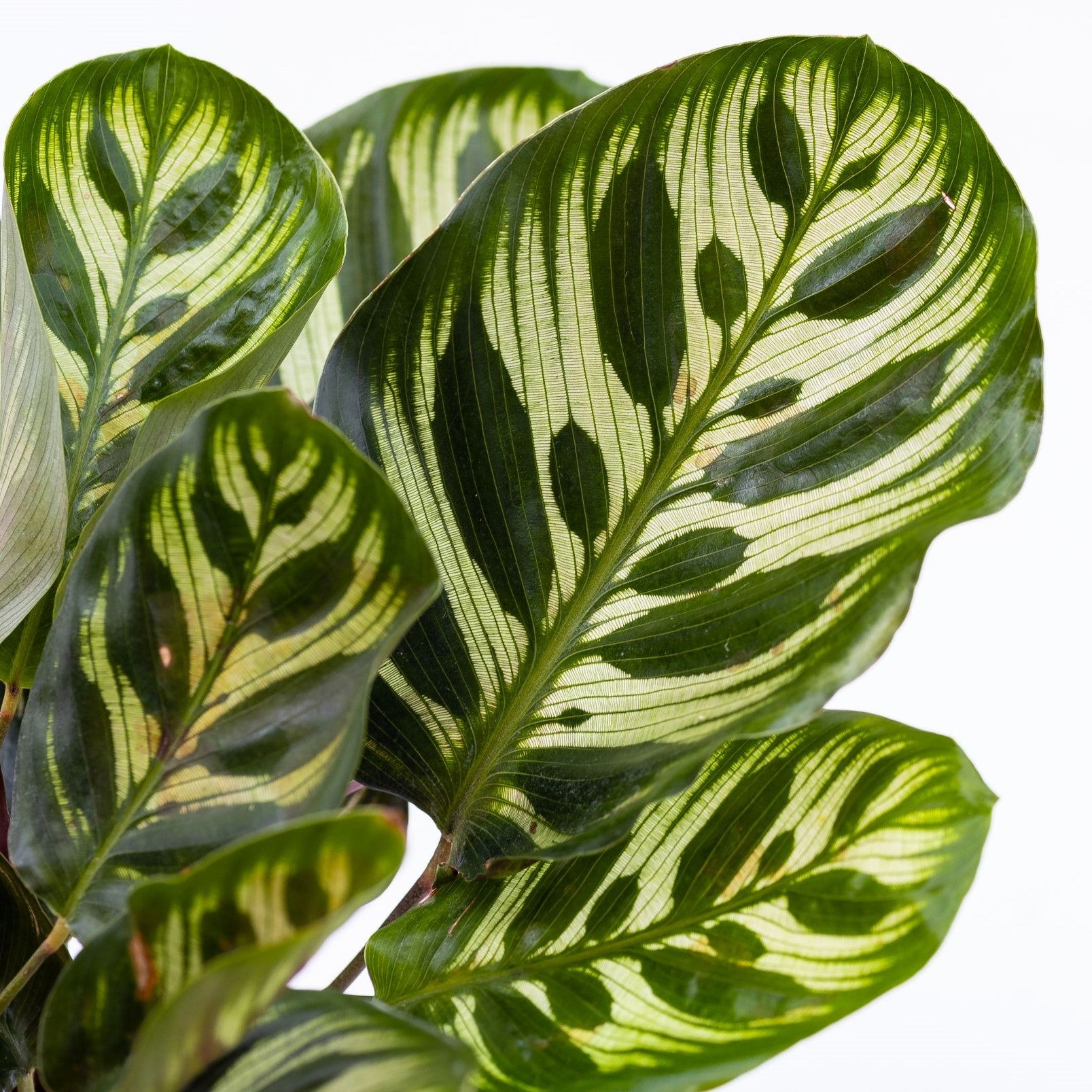 Calathea Makoyana in Vaso da 14cm