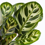 Calathea Makoyana in Vaso da 14cm