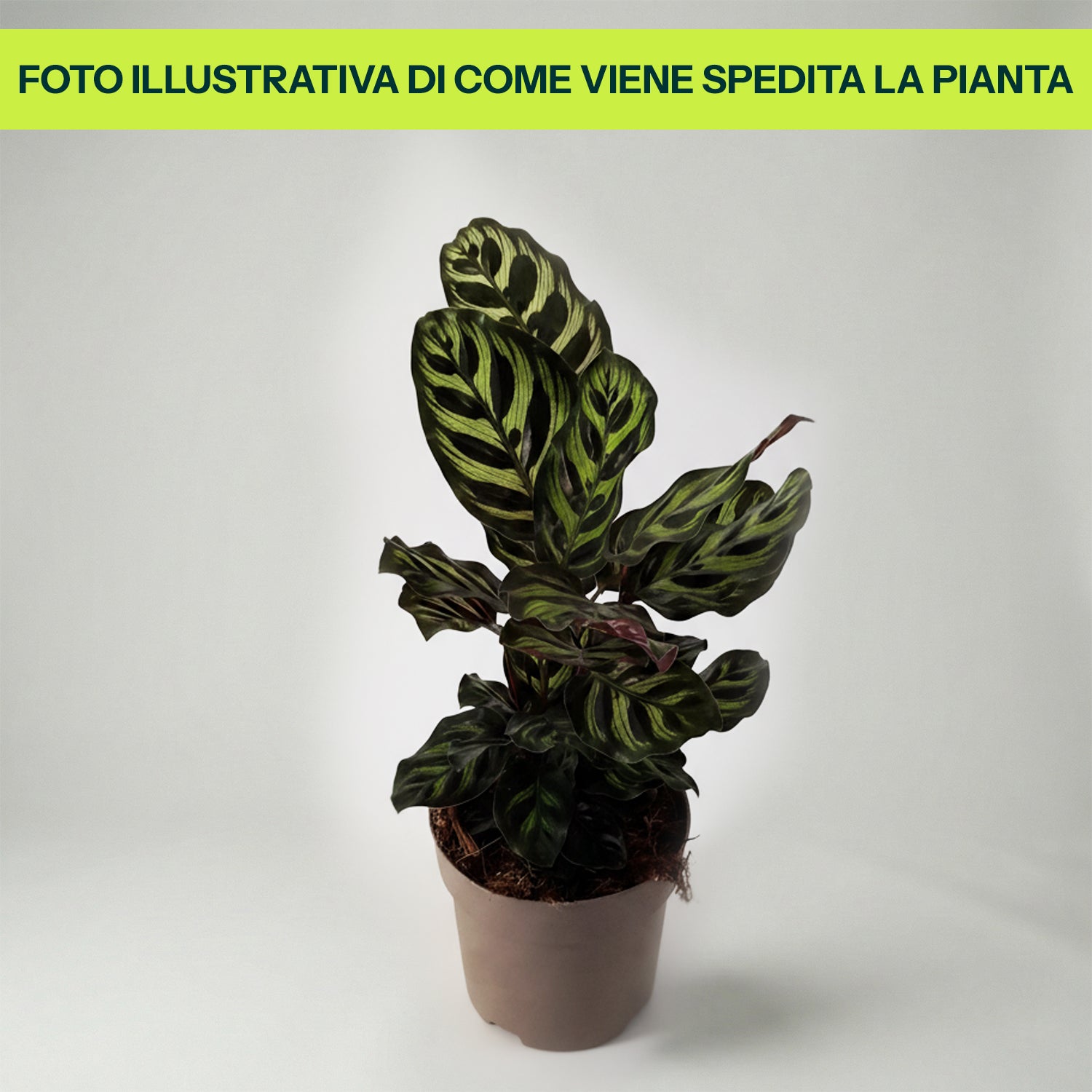 Calathea Makoyana in Vaso da 14cm