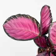 Guzmania Yeltix en pot de 12 cm