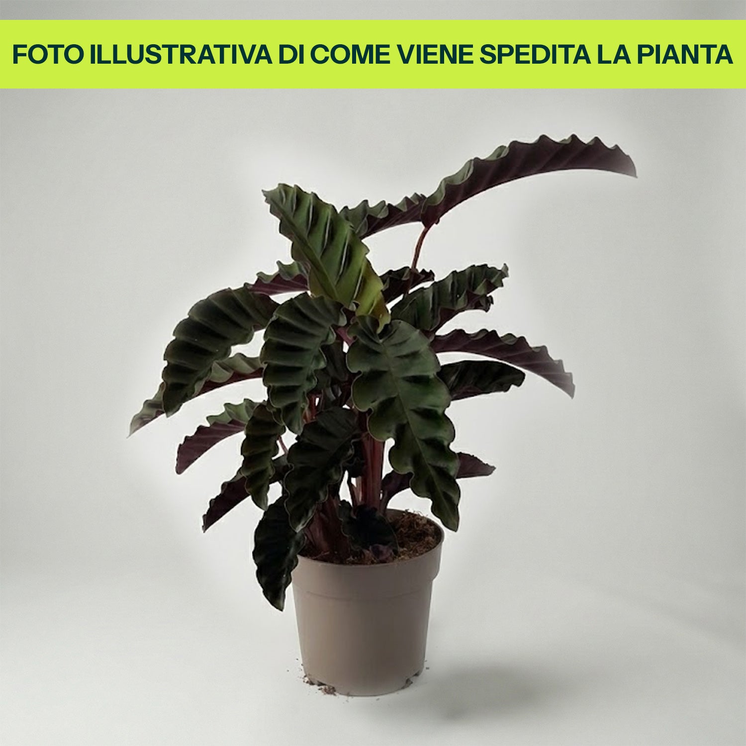 Calathea Velvet in Vaso da 14cm