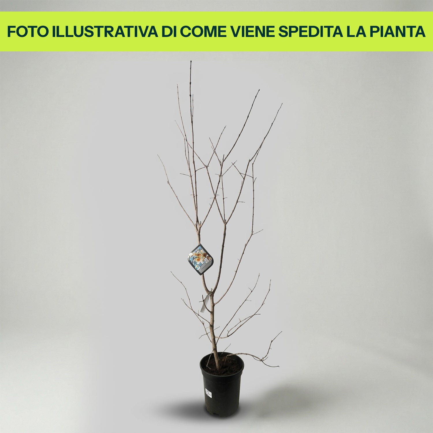 Calycanthus Praecox in Vaso da 24cm