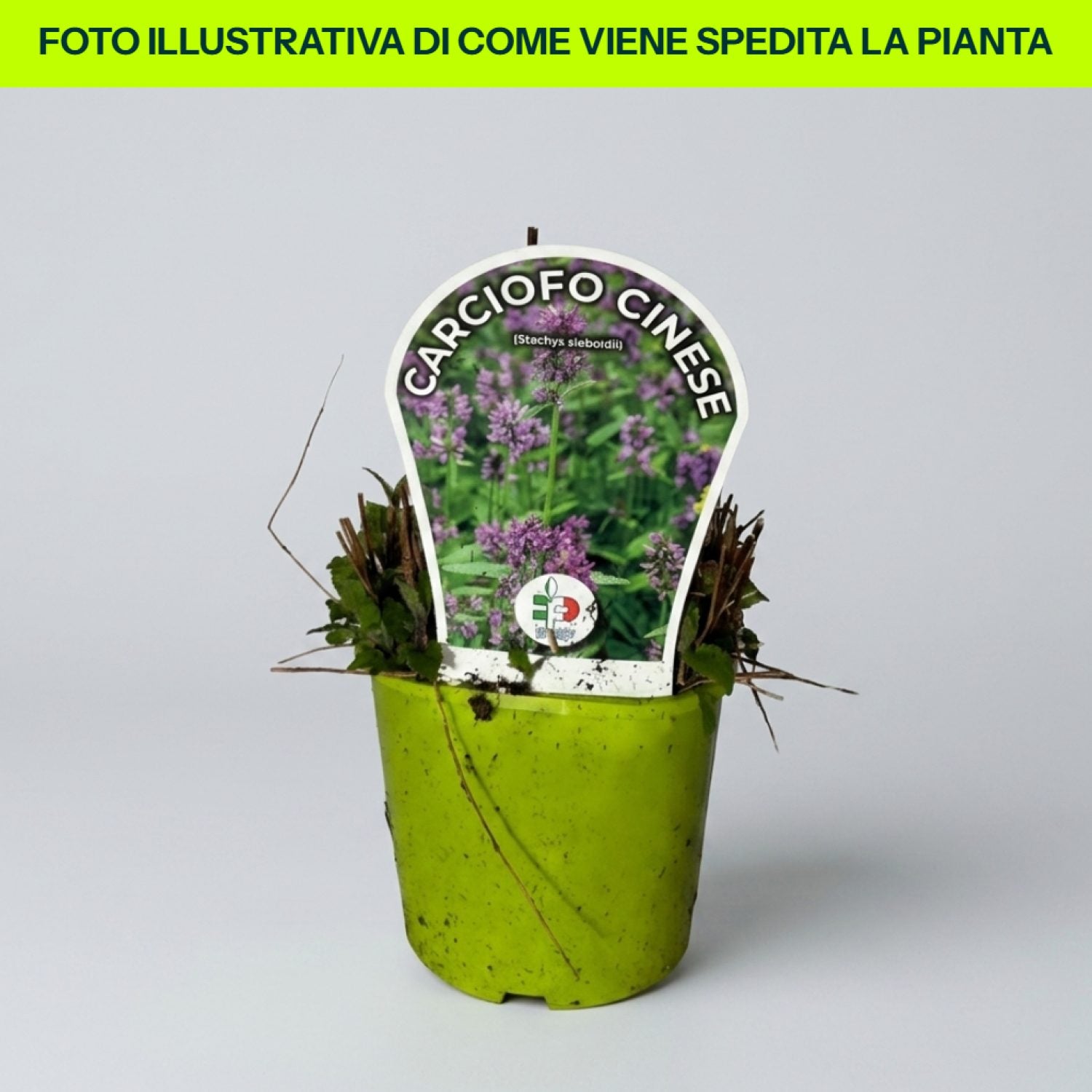 Carciofo Cinese