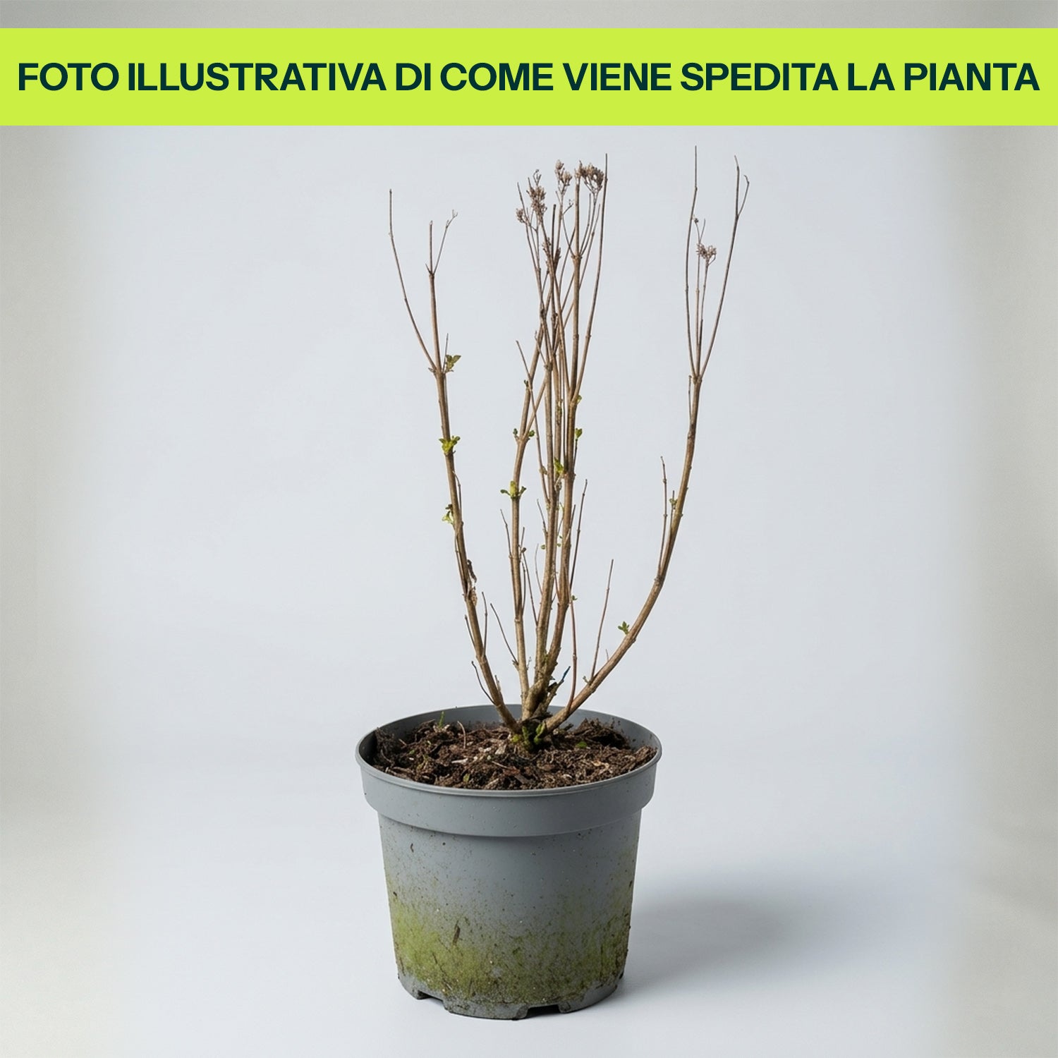 CARYOPTERIS CLANDONENSIS GRAND BLUE VASO 18CM