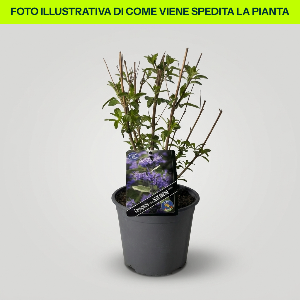 Caryopteris Clan Empire Blue, 18 cm Topf