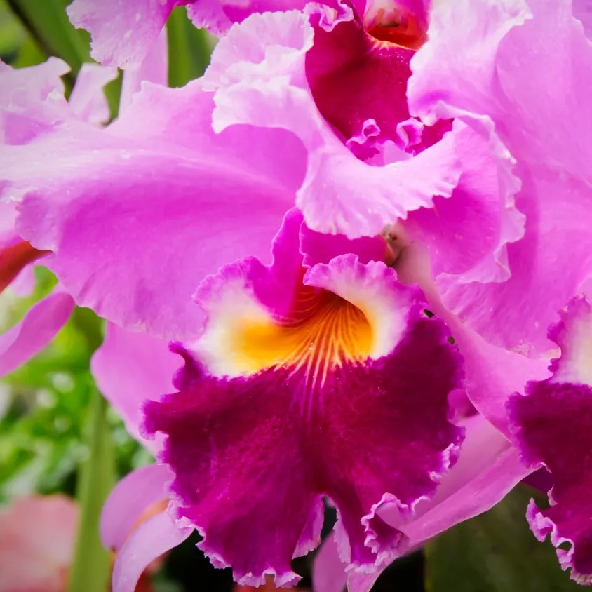 Cattleya in Vaso da 12cm