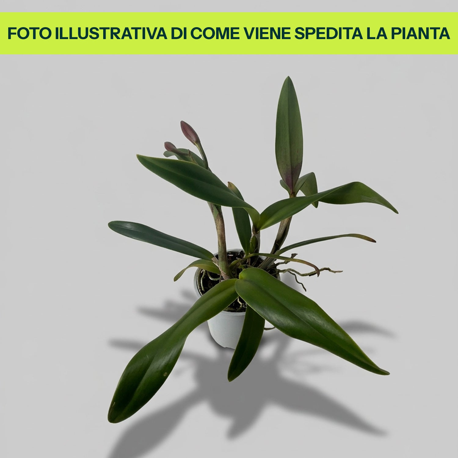 Cattleya in Vaso da 12cm