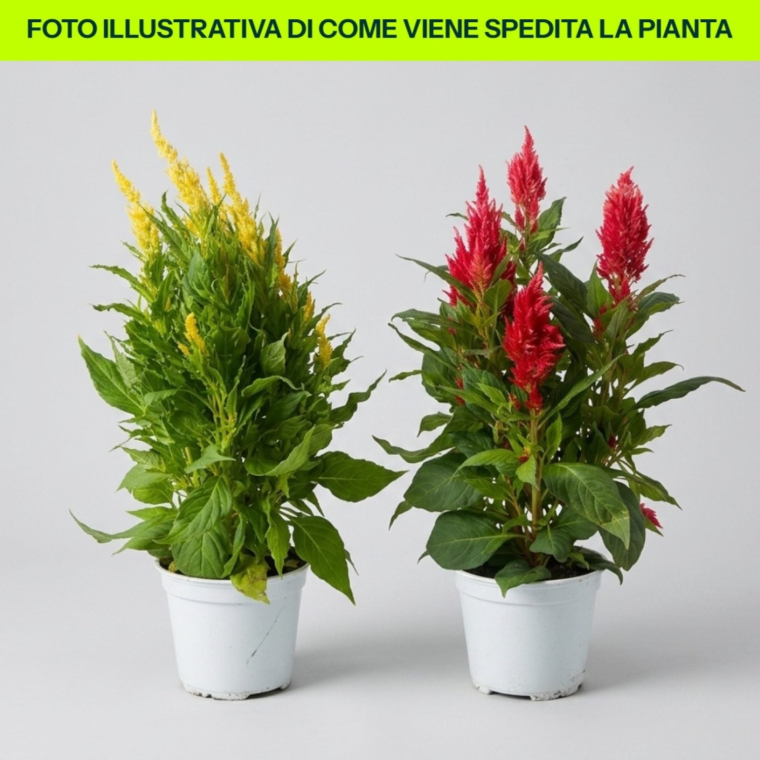 Celosia in vaso da 14cm