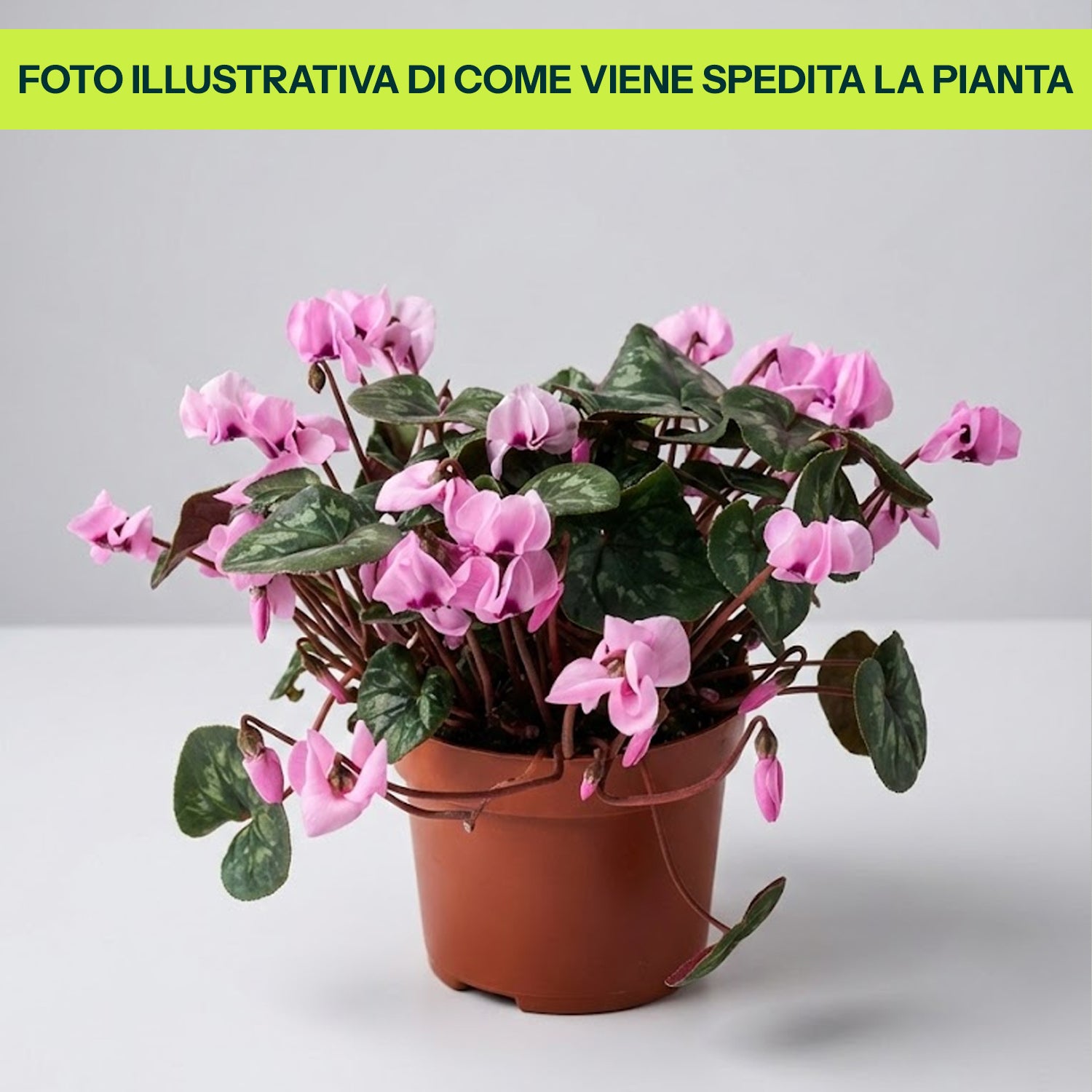 CICLAMINO DEI BOSCHI  CYCLAMEN COUM VASO 9CM