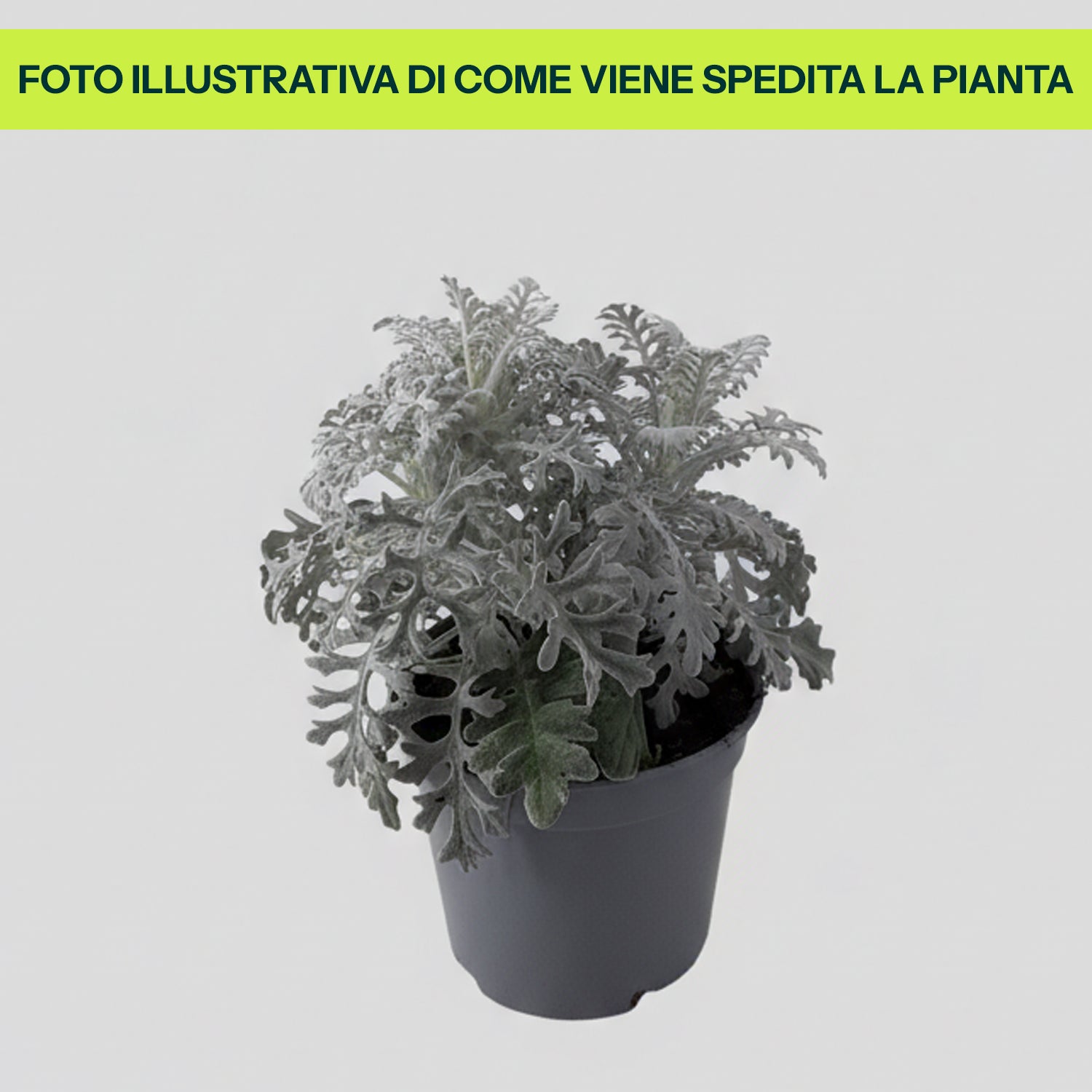 Guzmania Yeltix im 12-cm-Topf