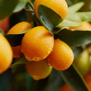 Citrus Calamondino in Vaso da 15cm