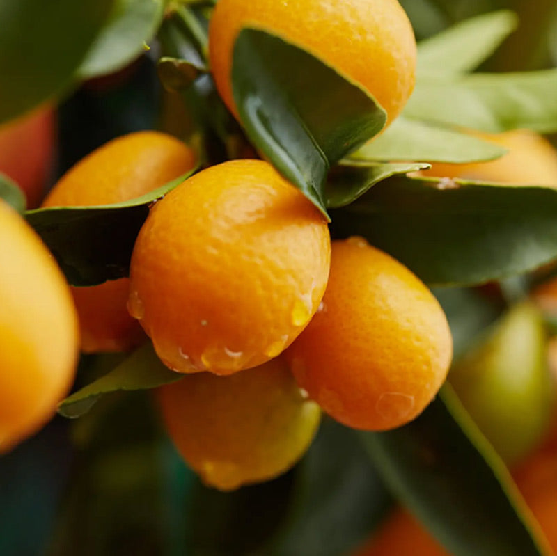 Citrus Calamondino in Vaso da 15cm