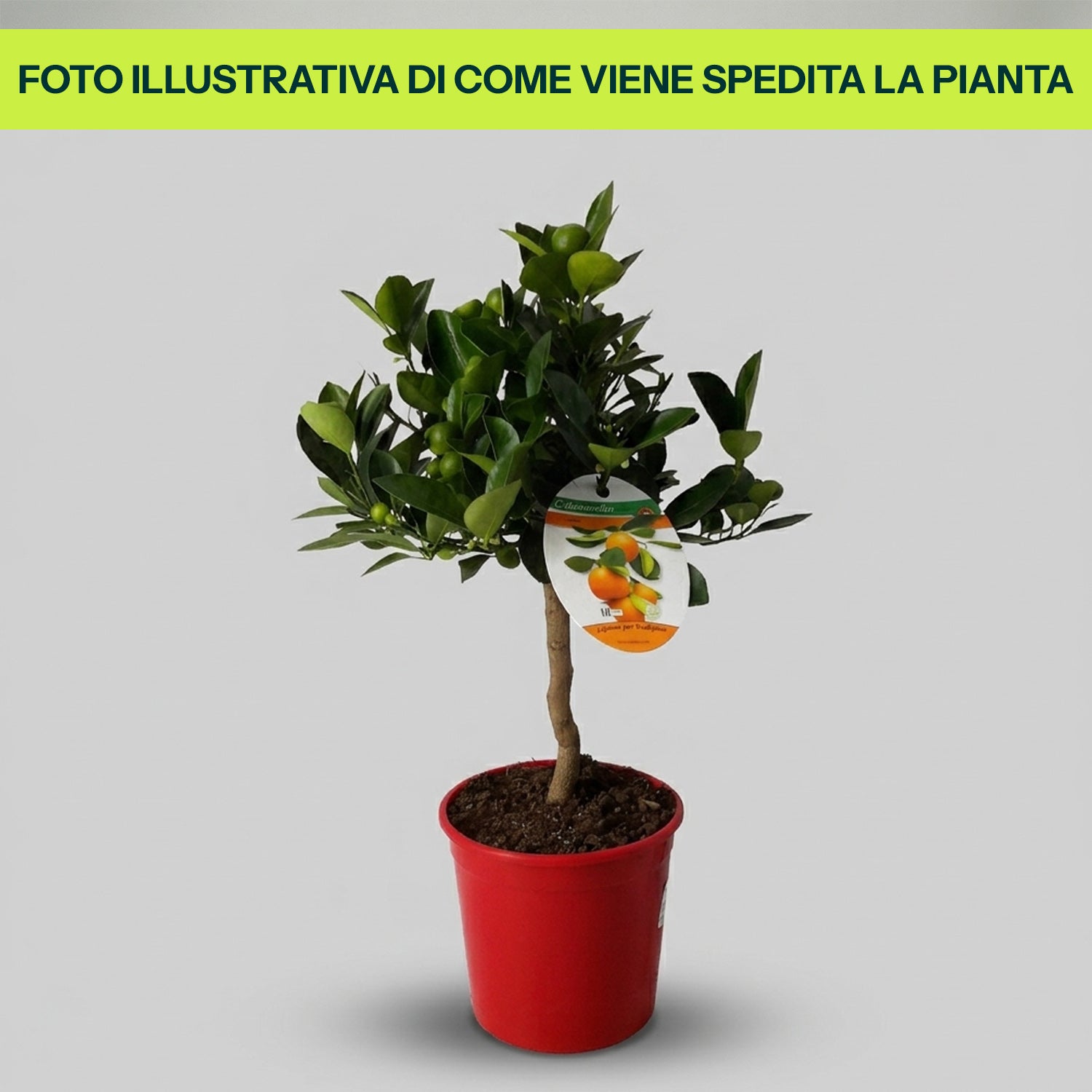 Citrus Calamondino in Vaso da 15cm