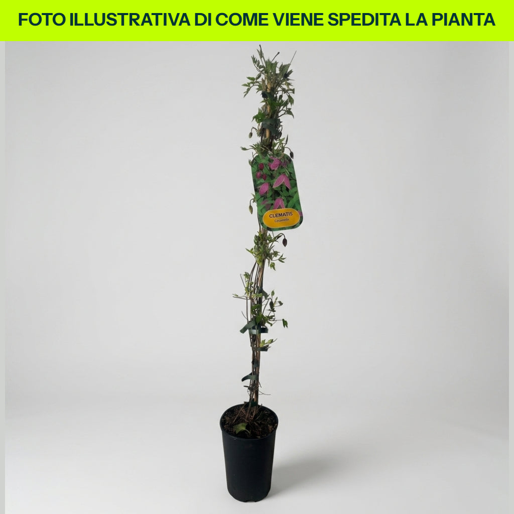 Clematis Columella in Vaso da 16cm