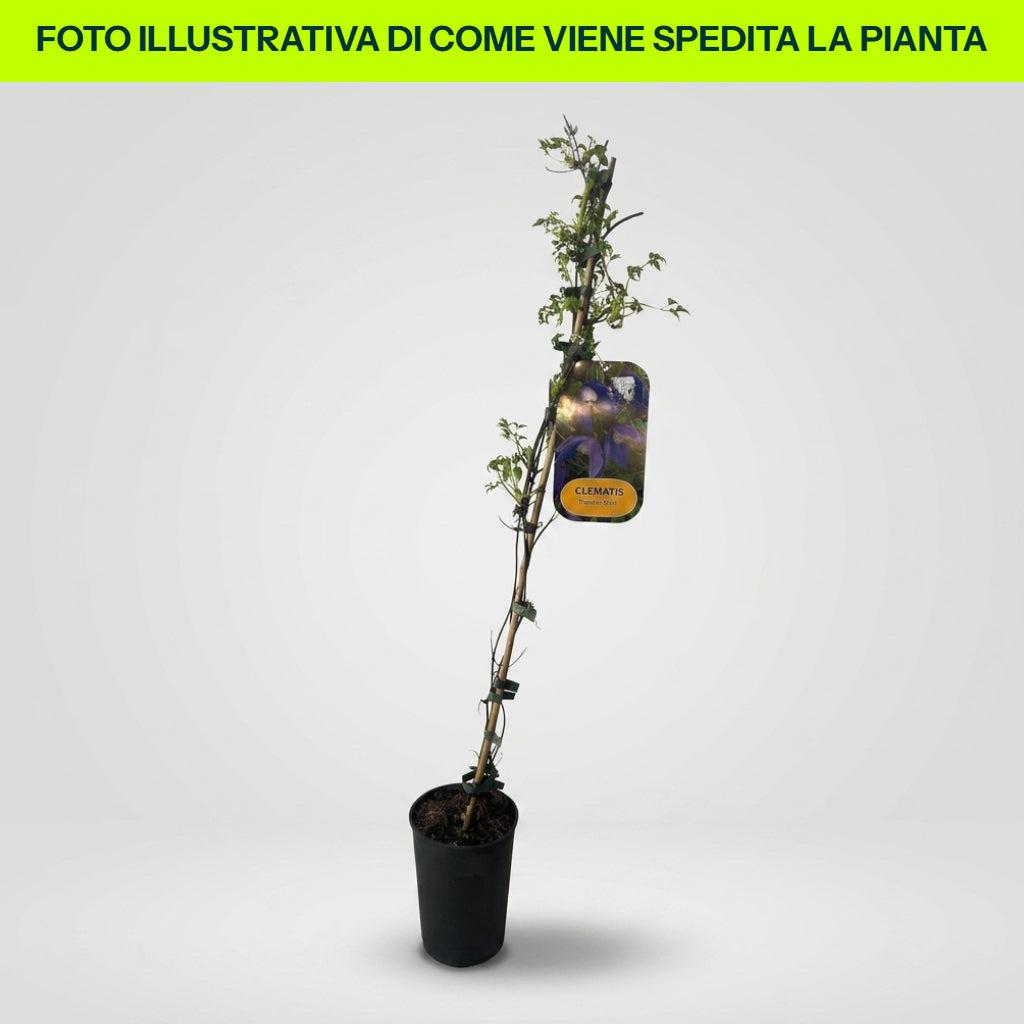 Clematis Frances Rivis in Vaso da 16cm