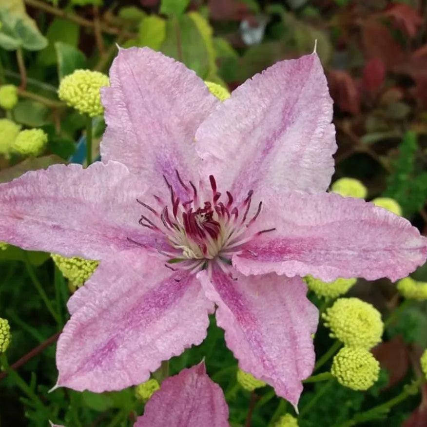 Clematis Hagley Hybrid in Vaso da 16cm