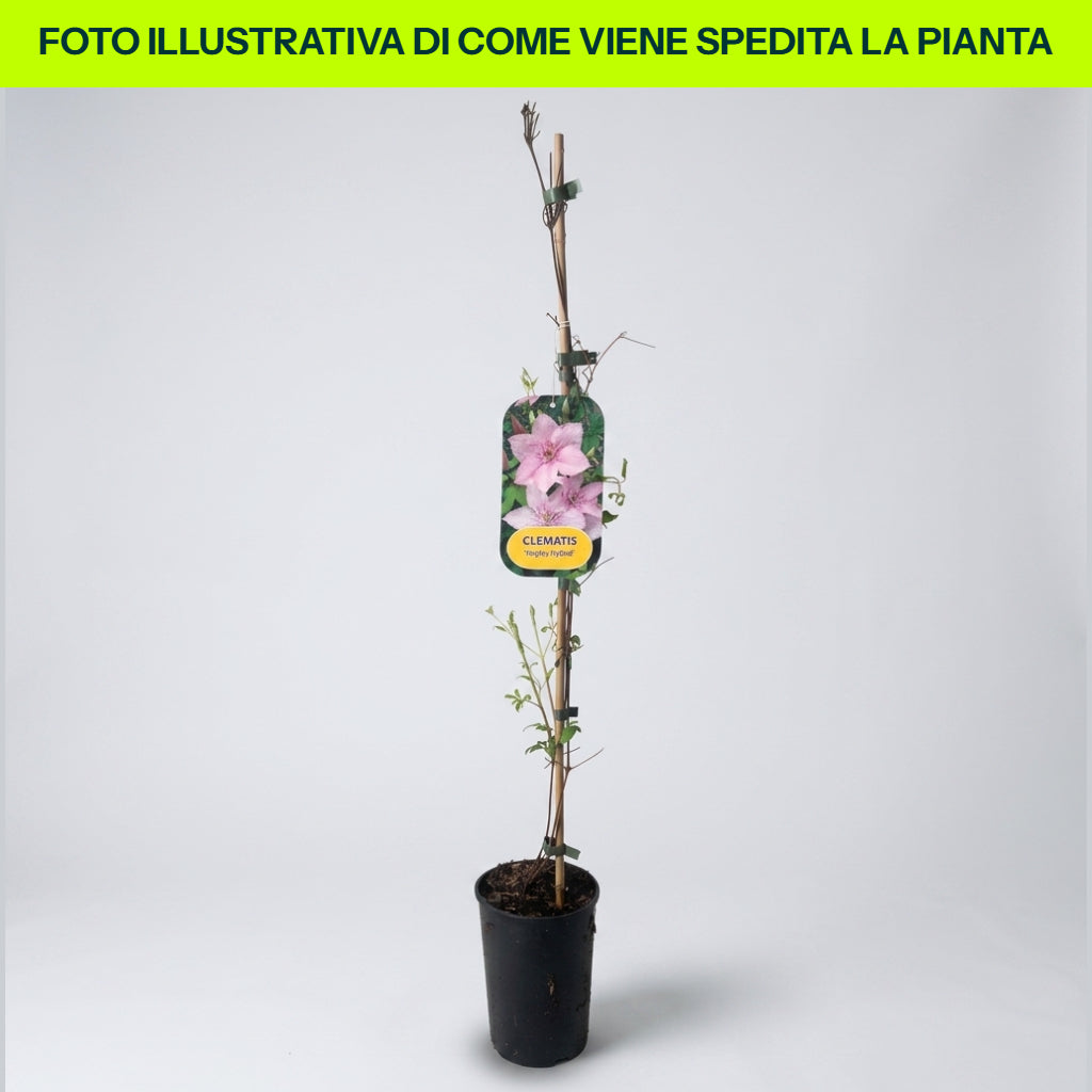 Clematis Hagley Hybrid in Vaso da 16cm