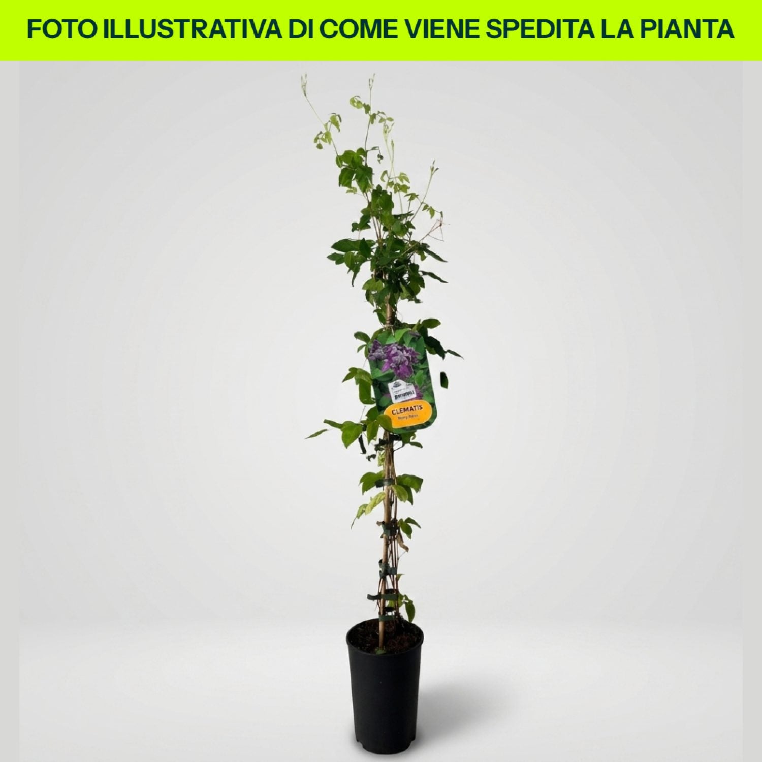 Clematis Vitic Mary Rose in vaso da 16cm