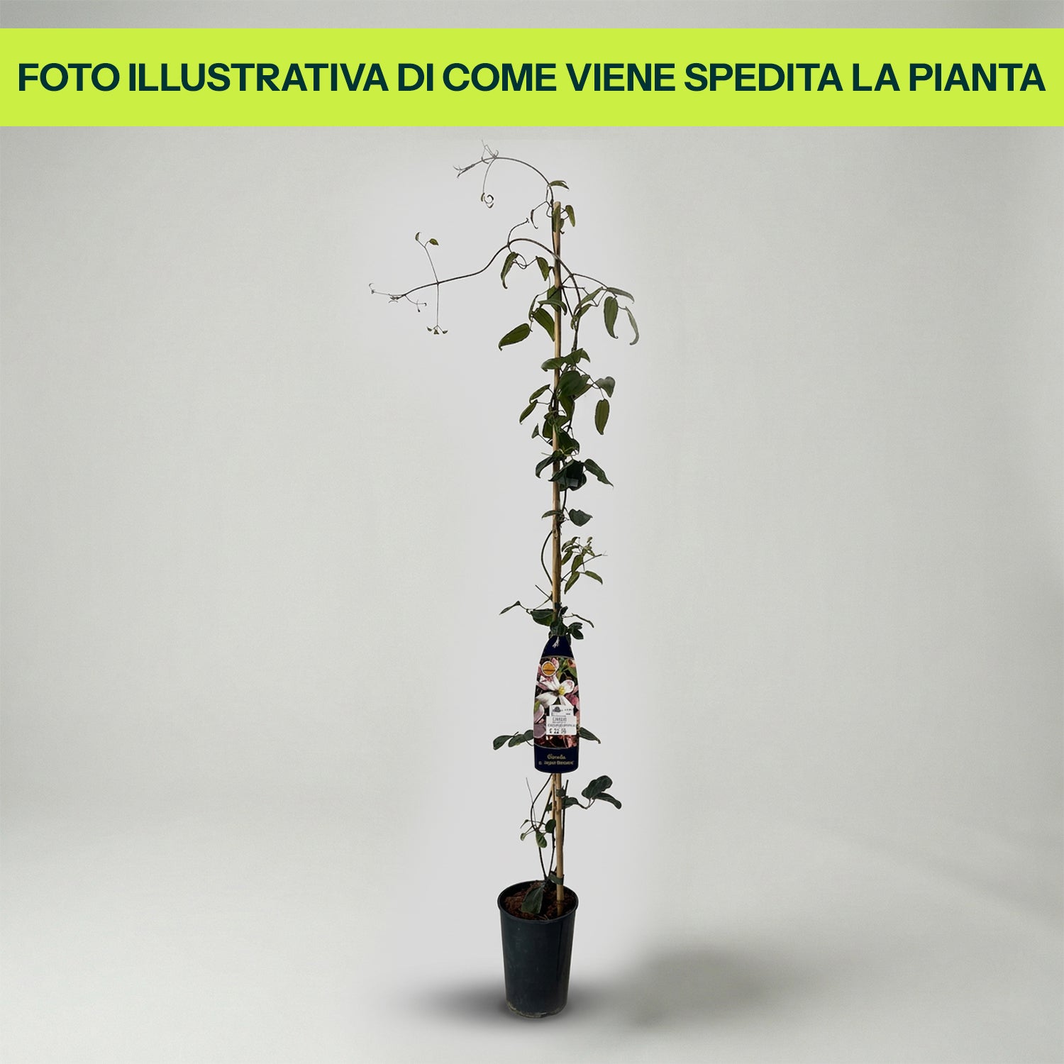 Clématite d'Armand (Clematis armandii) en pot de 16 cm