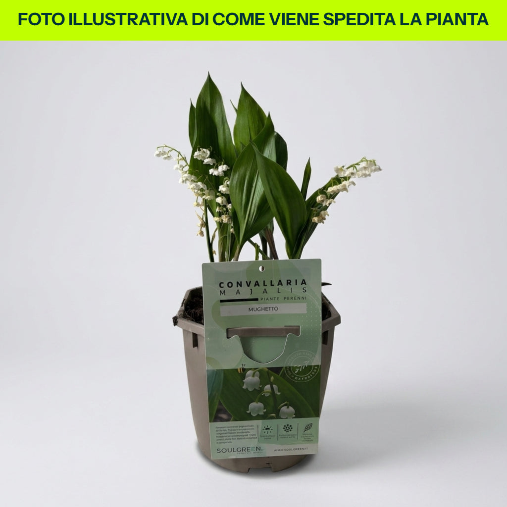 Guzmania Yeltix im 12-cm-Topf