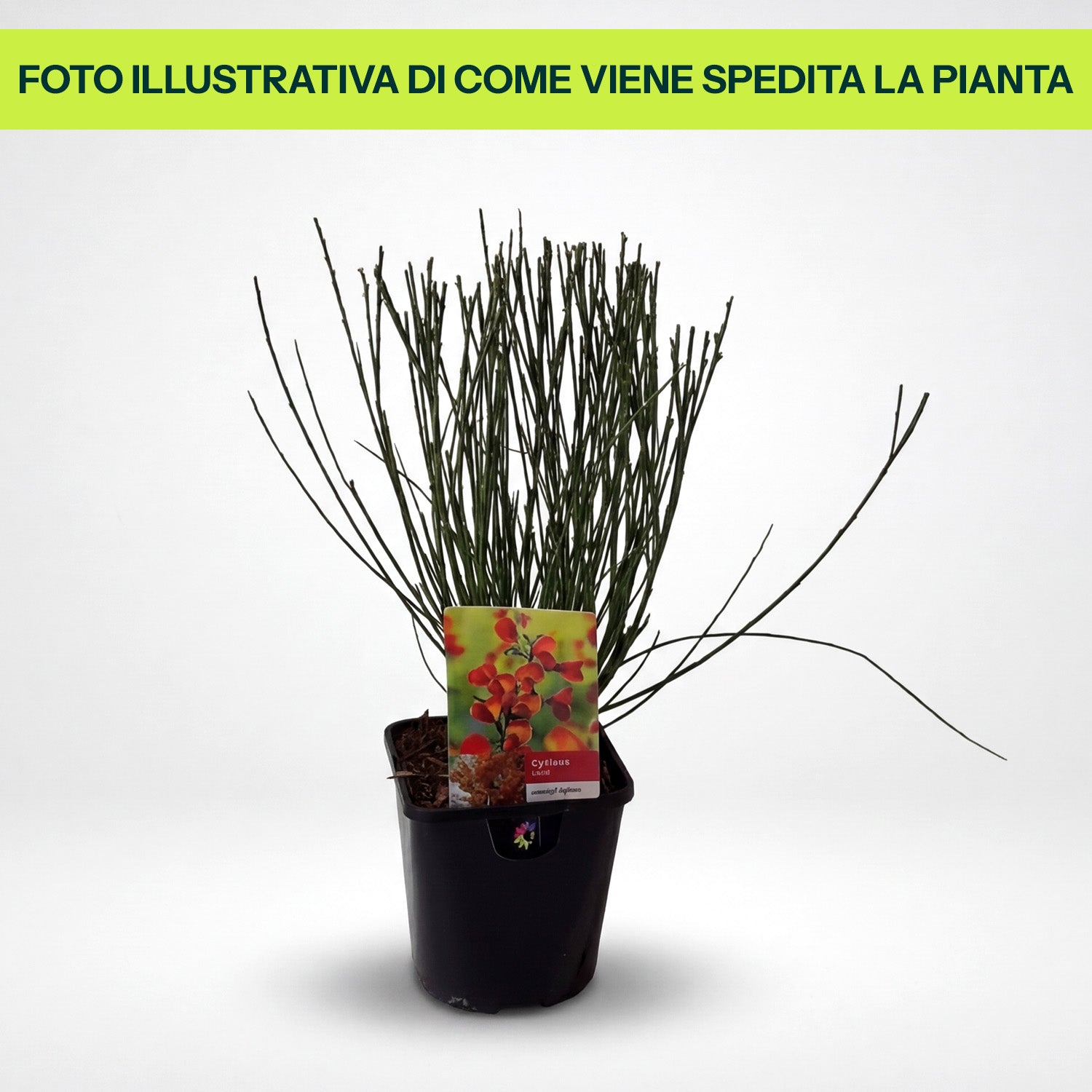 Guzmania Yeltix im 12-cm-Topf