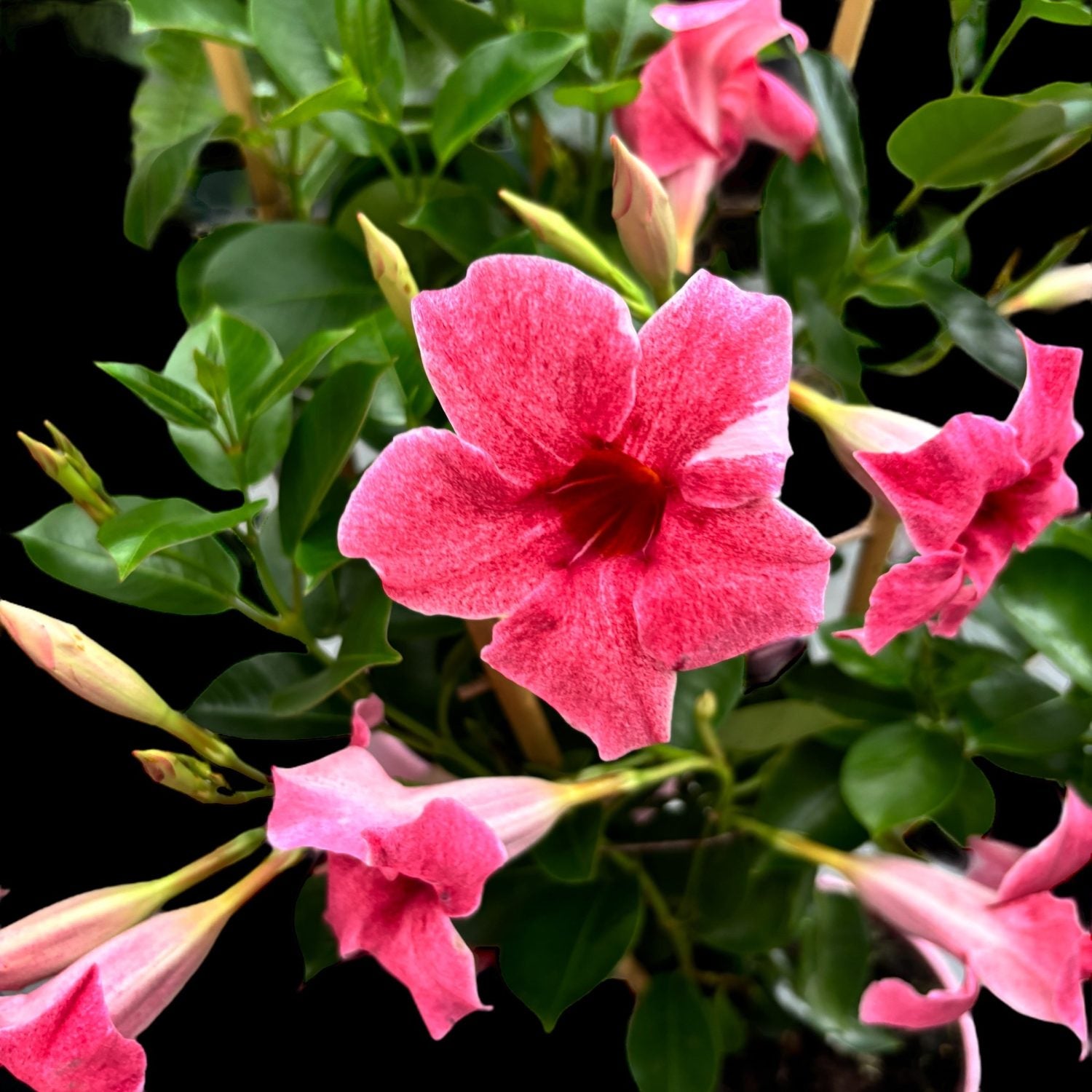 Dipladenia Flamingo in vaso da 14cm