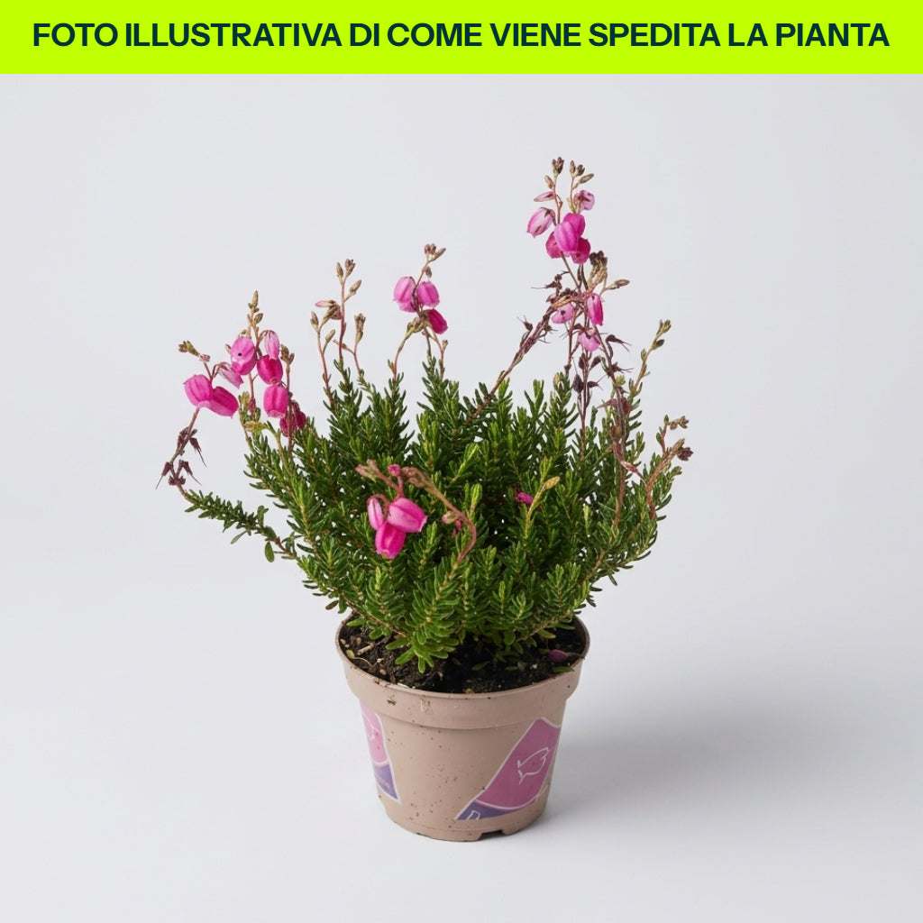 DABOECIA CANTABRICA IN VASO DA 11CM