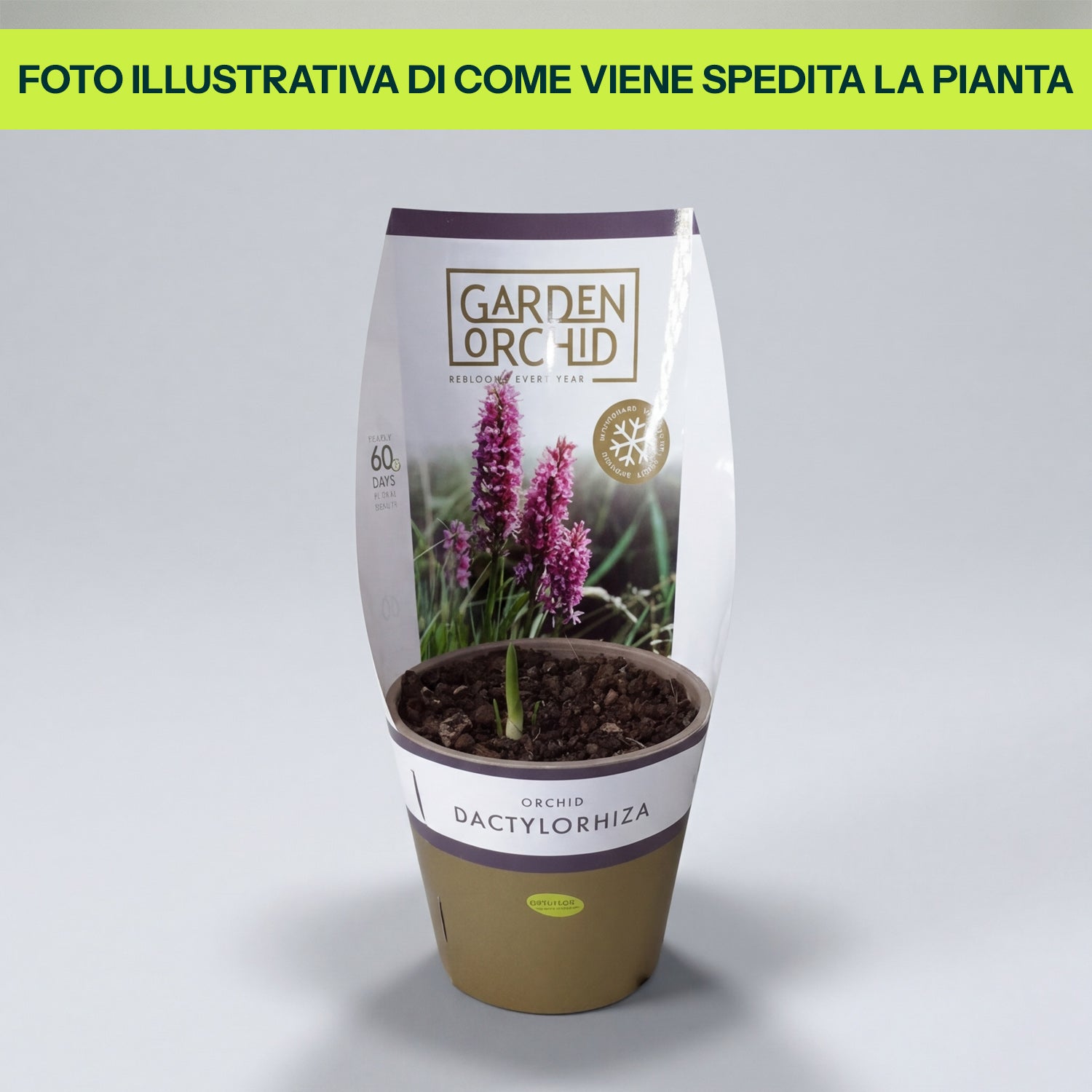 Guzmania Yeltix im 12-cm-Topf