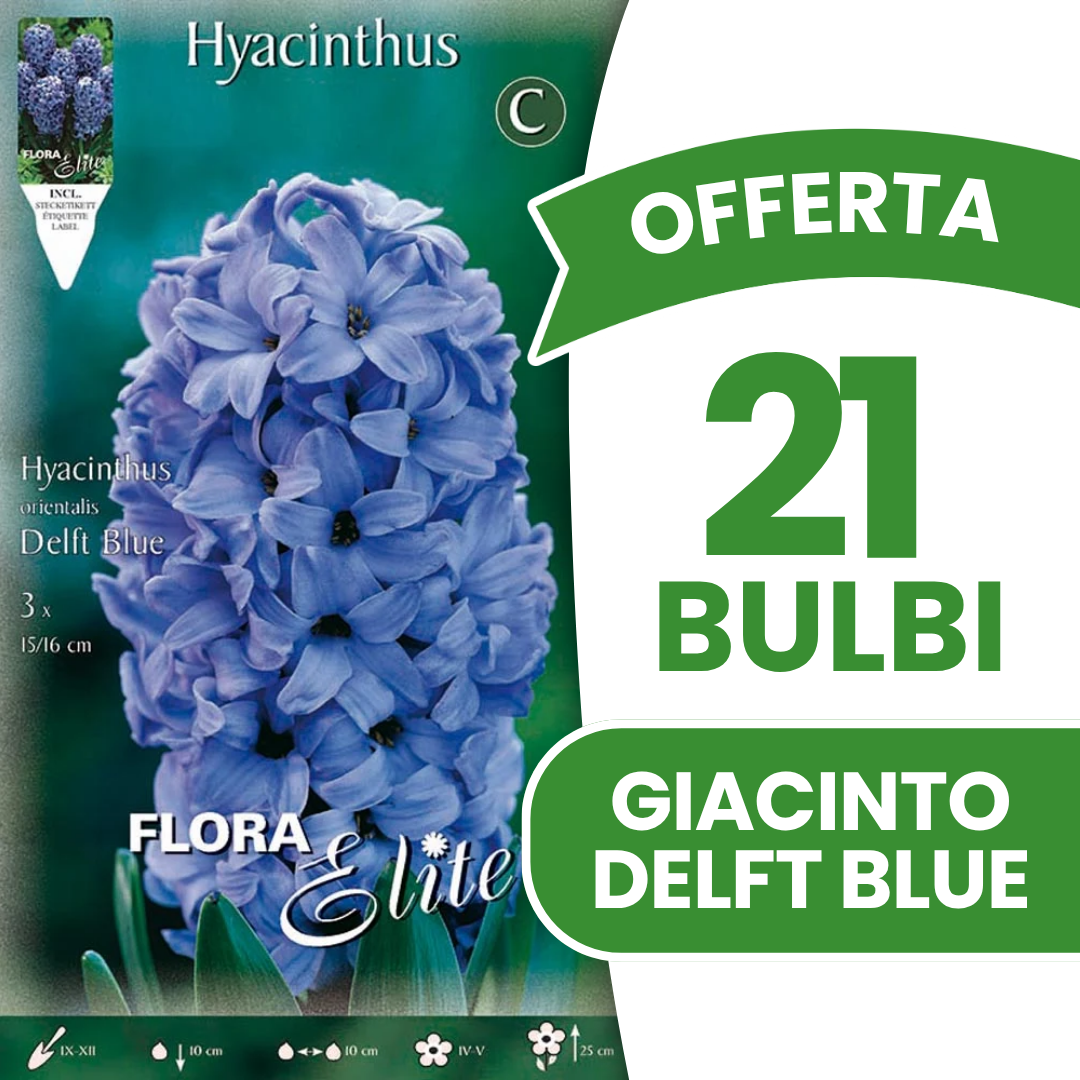 DELFTER BLAUE HYAZINTHE (PACKUNG MIT 3 ZWIEBELN)