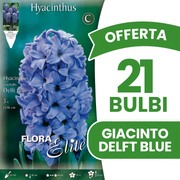 JACINTHE BLAUW DE DELFT (LOT DE 3 AMPOULES)