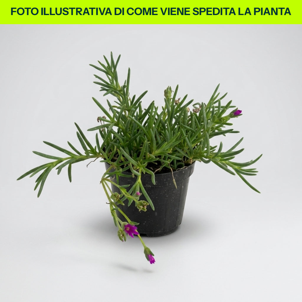 DELOSPERMA MESEMBRYANTHEMUM VASO 12/13CM FUCSIA