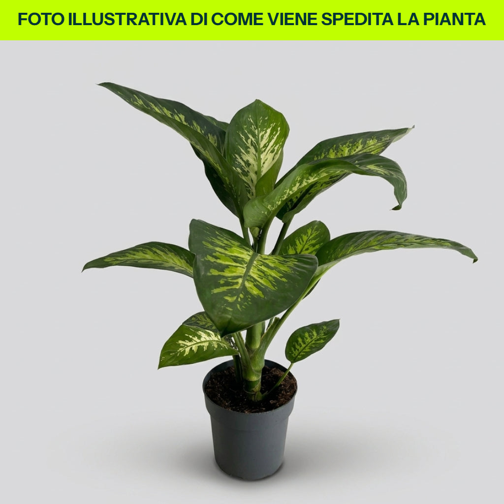 DIEFFENBACHIA TROPIC SNOW VASO 21CM