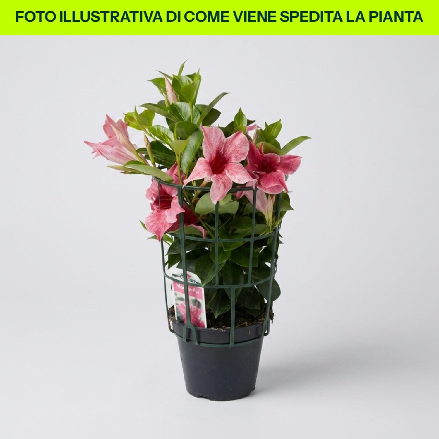 Dipladenia Flamingo in vaso da 14cm