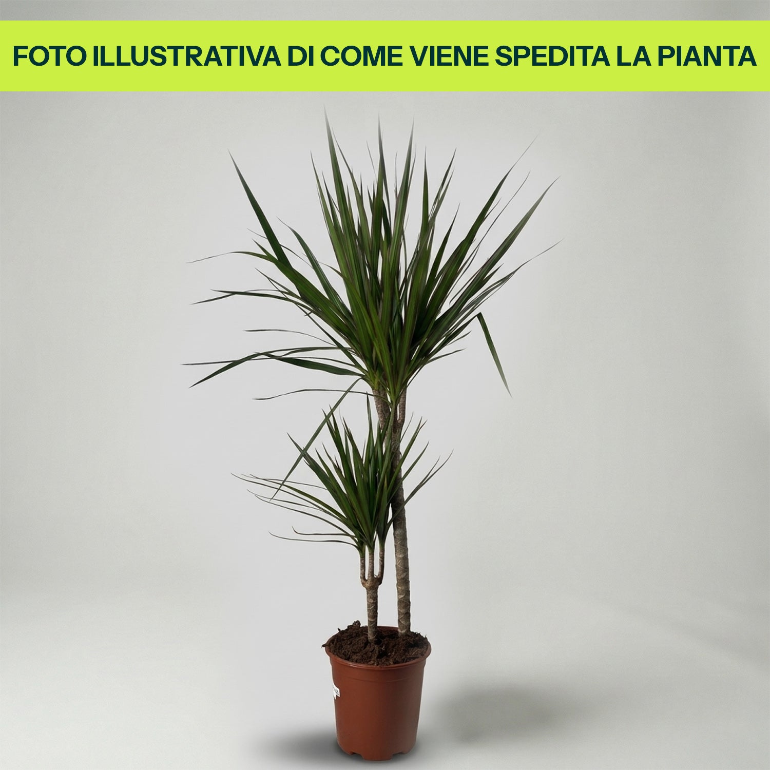 DRACENA MARGINATA VASO 17CM