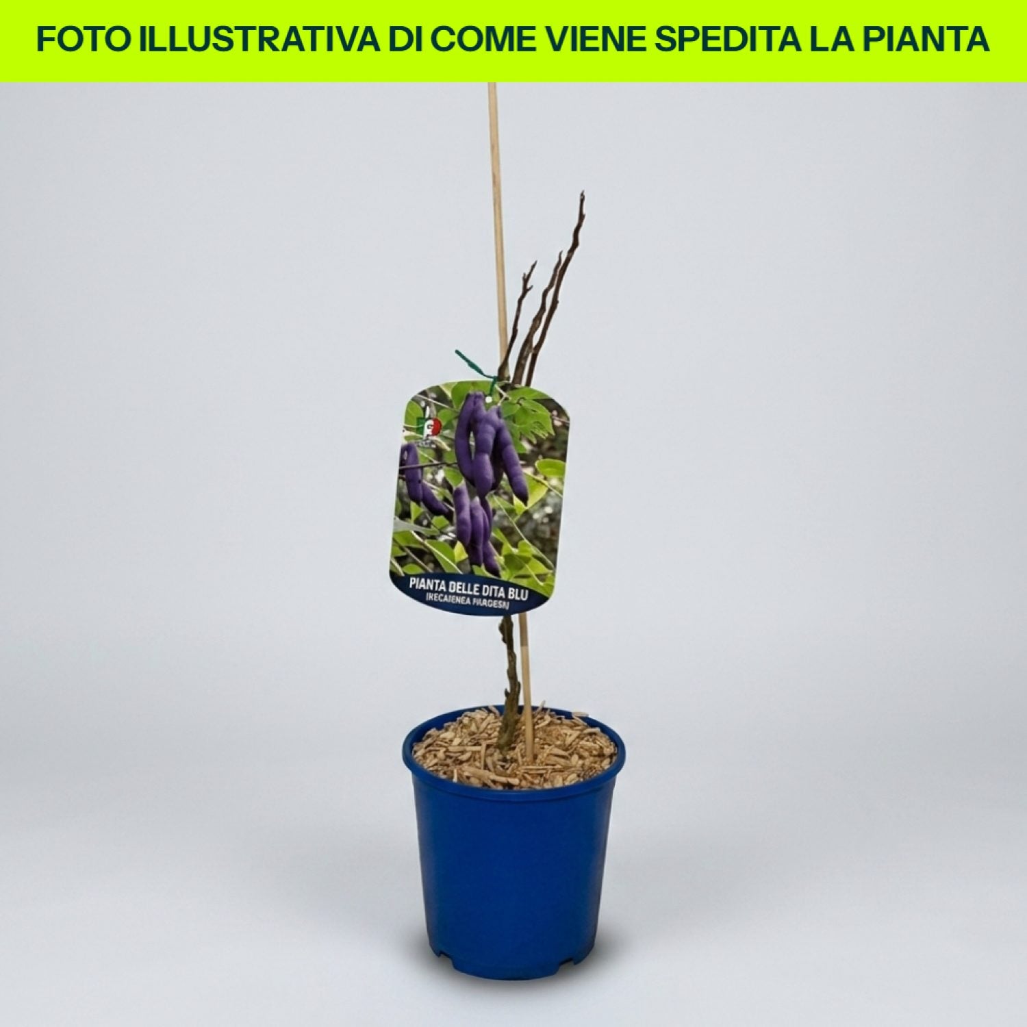Decaisnea Fargesii in vaso da 18cm