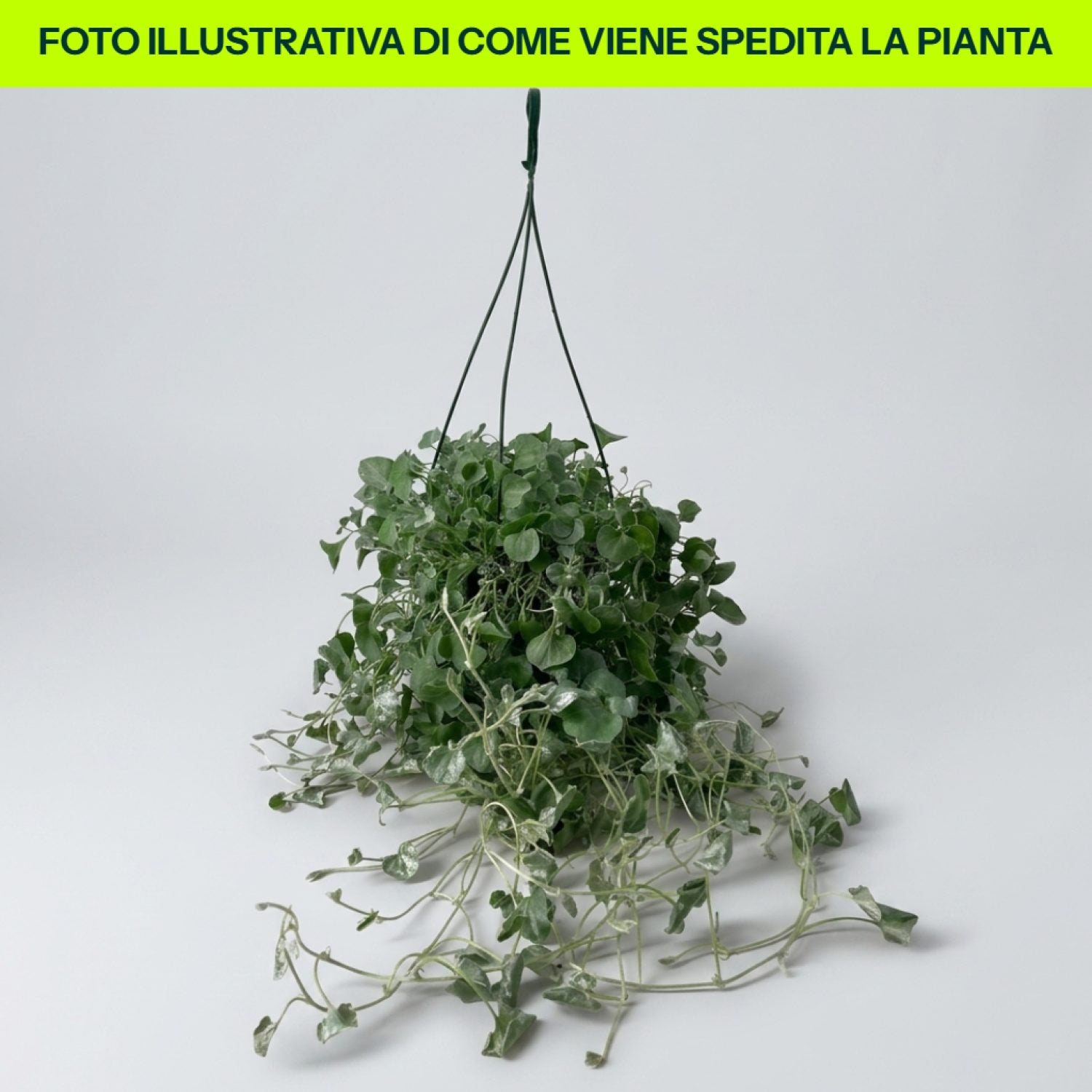 Dichondra Silver in vaso da 15cm
