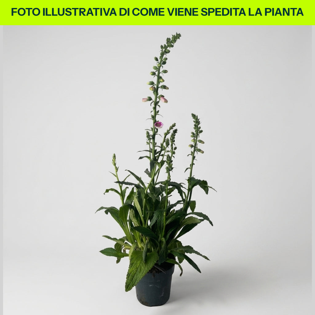 Guzmania Yeltix en pot de 12 cm