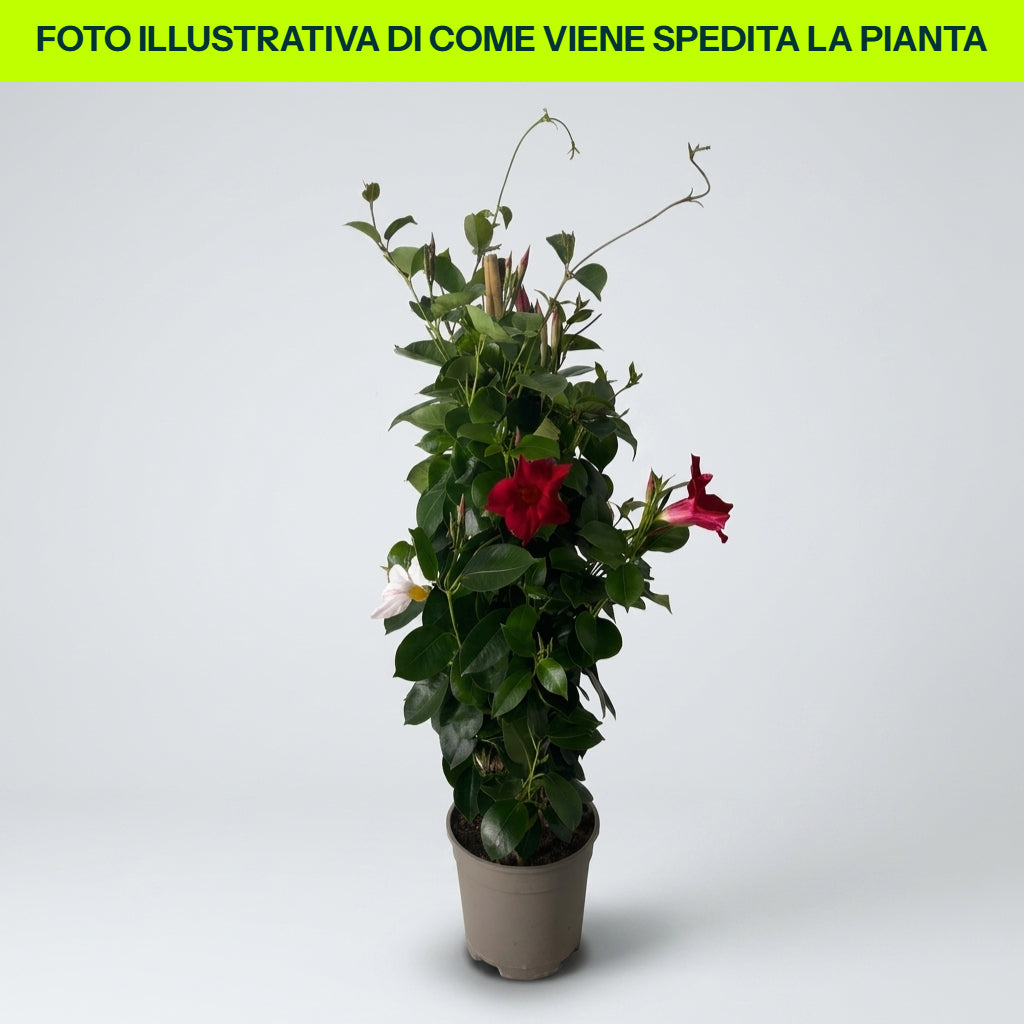 DIPLADENIA TRE COLORI VASO 20CM
